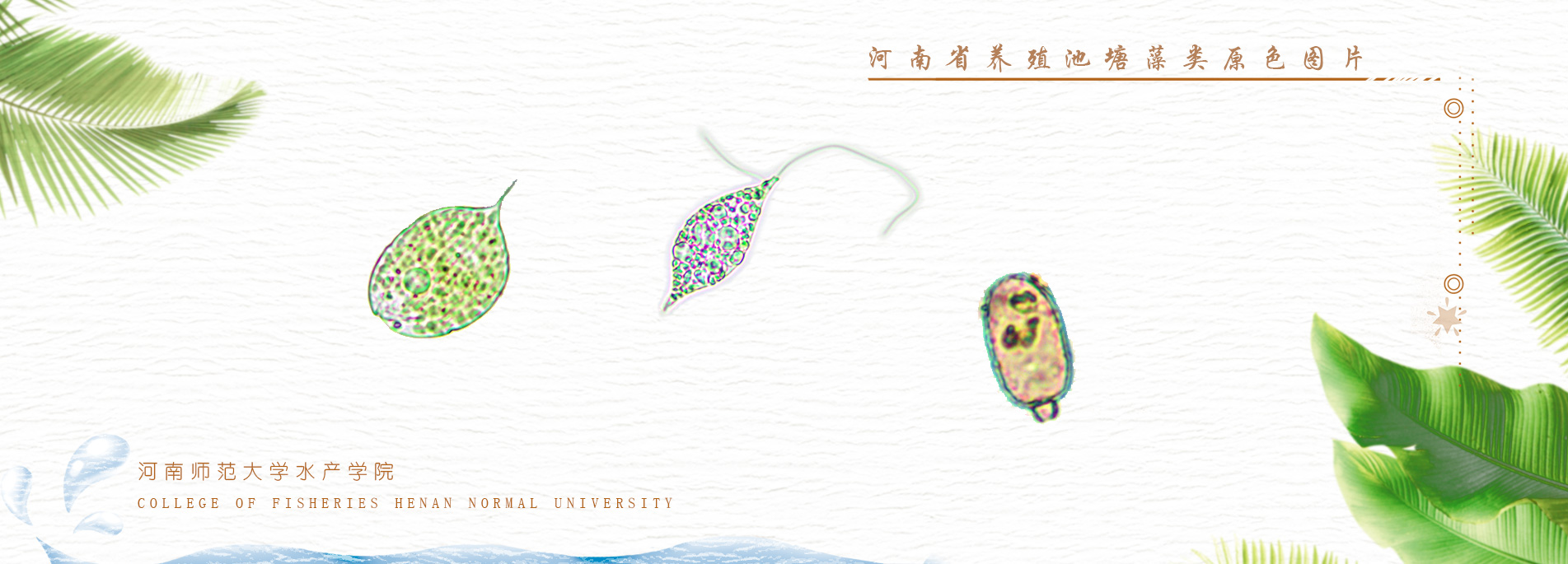 河南省養殖池塘藻類原色圖片